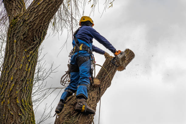 Professional  Tree Services in Northern Cambria, PA