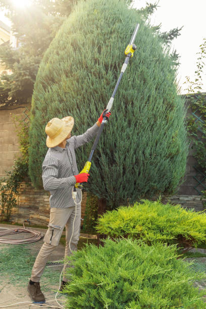 How Our Tree Care Process Works  in  Northern Cambria, PA